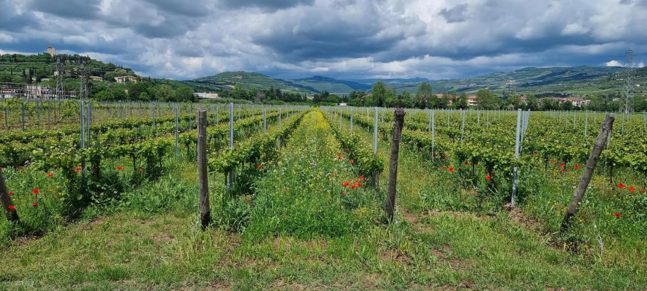 Agriturismo Alle Albare Montorio Veronese Luaran gambar